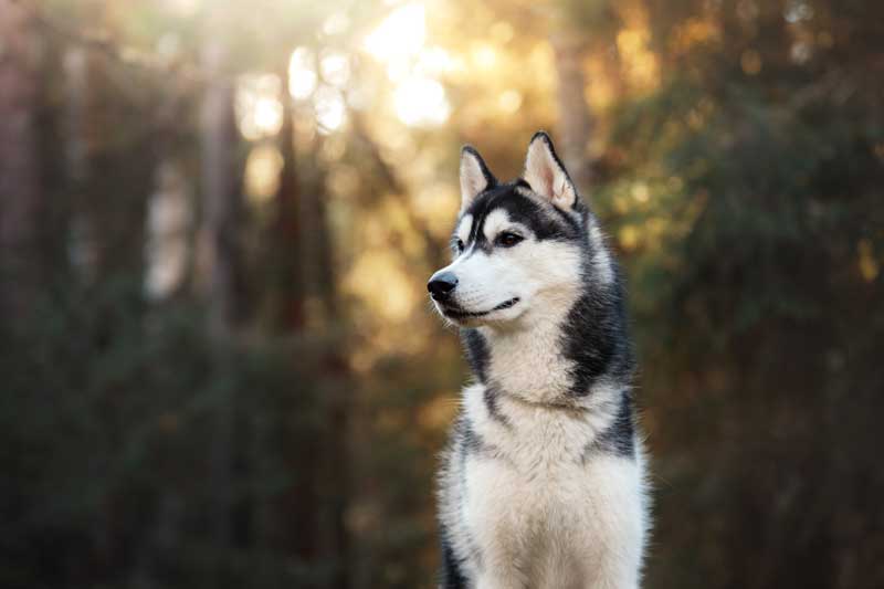 husky
